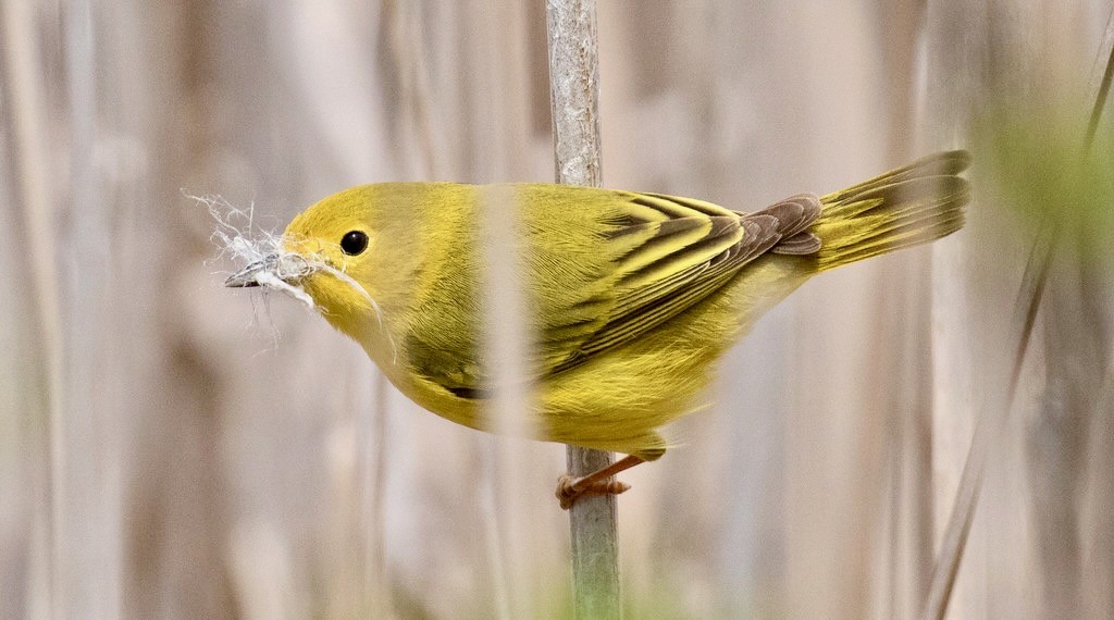 Yellow Warbler Gathering Nest Material by ksblack99 is marked with Public Domain Mark 1.0.